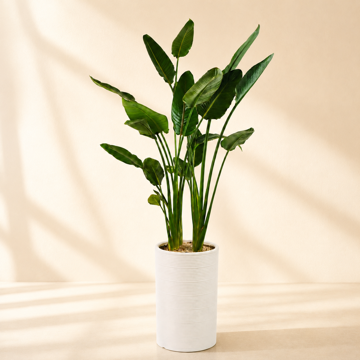 여인초